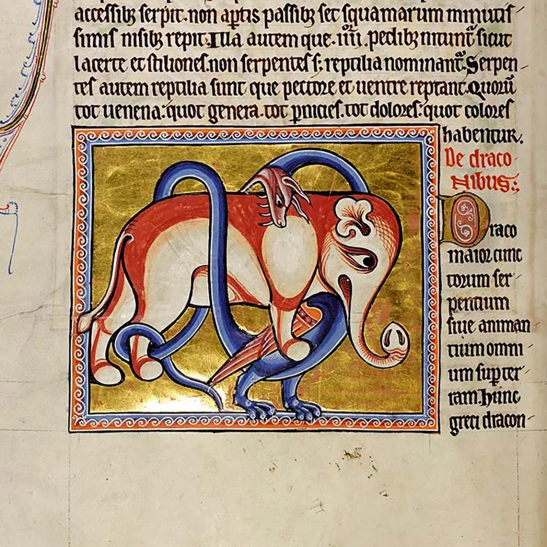 Mittelalter_Digital_Aufsatz_Drachen_im_Mittelalter_Aberdeen_Bestiary_Elefant_Drache.webp