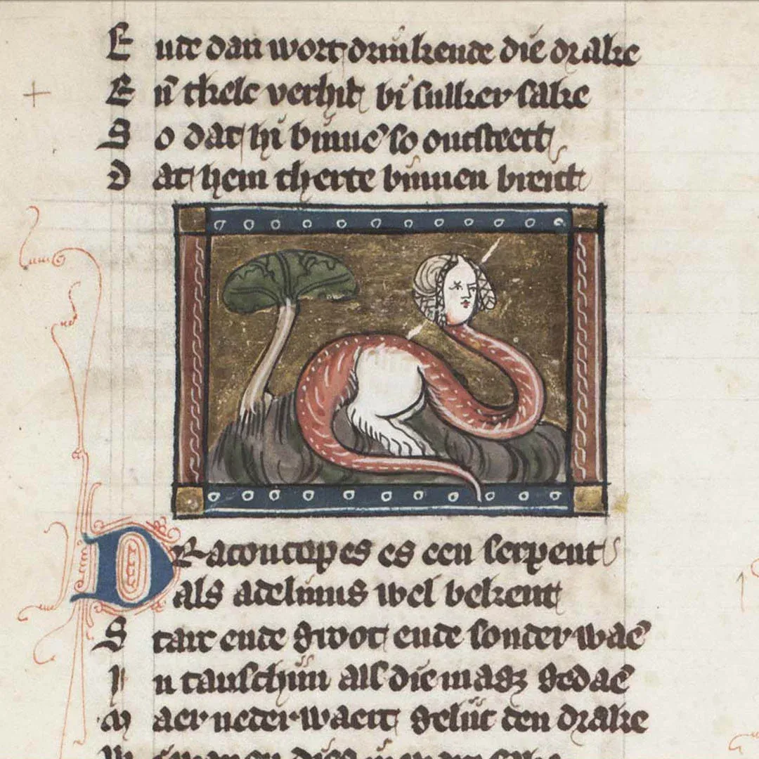 Mittelalter_Digital_Aufsatz_Drachen_im_Mittelalter_Drachenkopf_Jacob_de_Maerlant_De_naturen_bloeme.webp